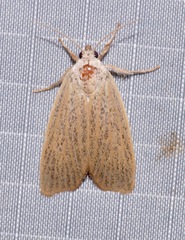 Palpidia pallidior