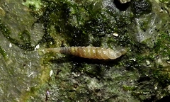 Brachypodella dubia