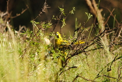 Gubernatrix cristata