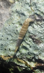 Brachypodella dubia