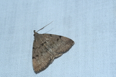 Zanclognatha dentata