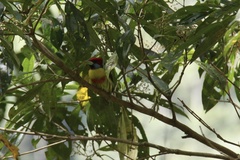 Eubucco versicolor versicolor