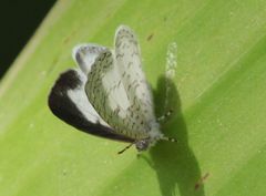 Spalgis lemolea lemolea