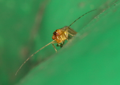 Psocomorpha