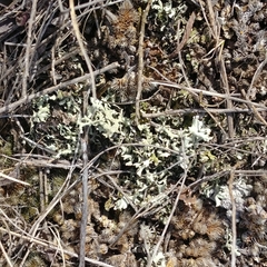 Xanthoparmelia camtschadalis