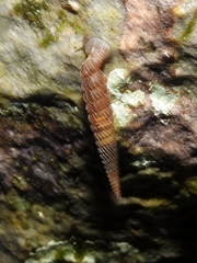 Brachypodella speluncae