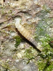 Brachypodella speluncae
