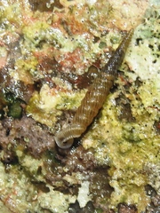 Brachypodella speluncae