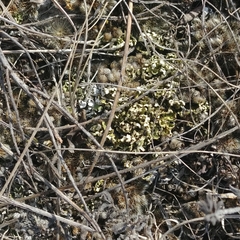 Xanthoparmelia camtschadalis