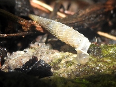 Brachypodella speluncae