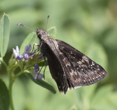 Erynnis afranius
