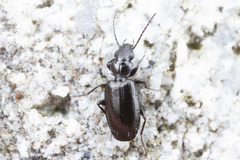 Syntomus americanus