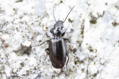 Syntomus americanus
