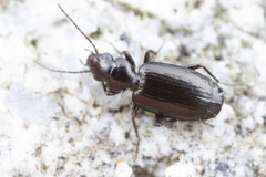 Syntomus americanus