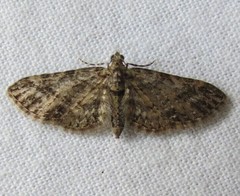Eupithecia interruptofasciata