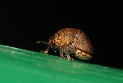 Megacopta laeviventris