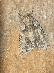Acronicta ovata