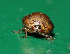 Megacopta laeviventris