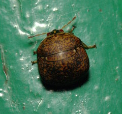 Megacopta laeviventris