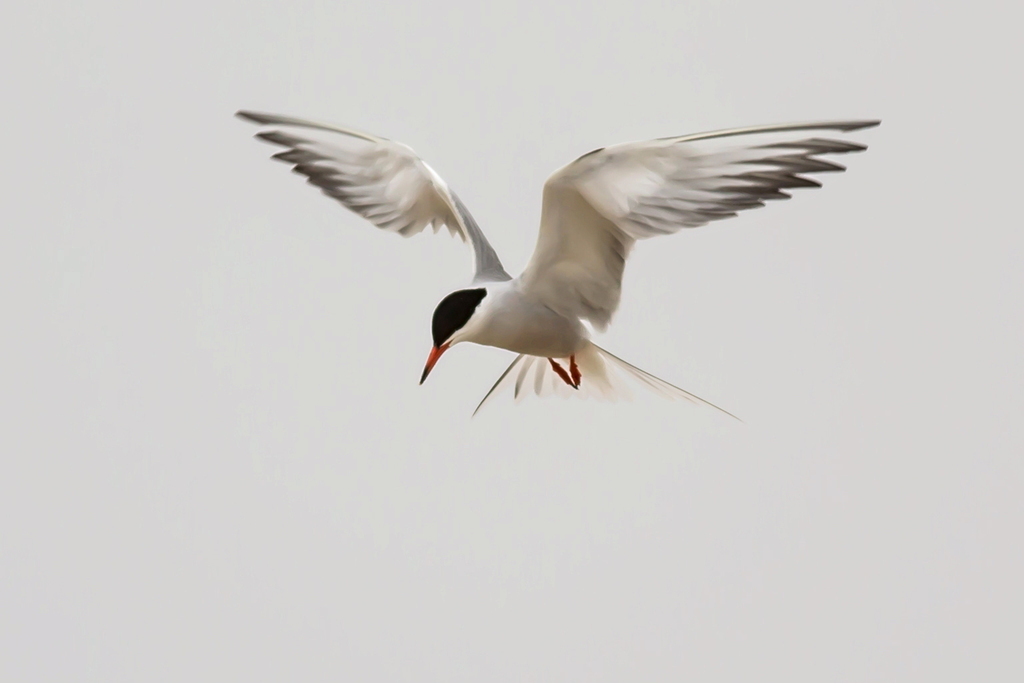 Foto de Common Tern