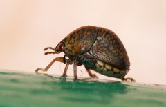 Megacopta laeviventris