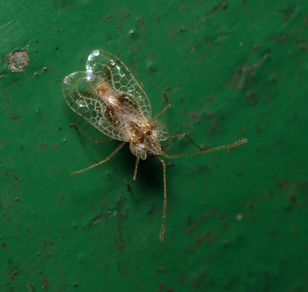Stephanitis subfasciata