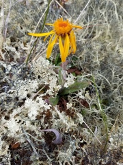 Tephroseris lindstroemii