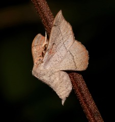 Cicinnus melsheimeri