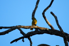 Gubernatrix cristata