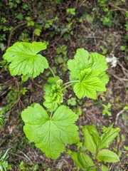 Ribes viscosissimum