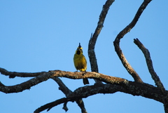 Gubernatrix cristata