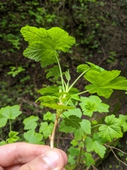 Ribes viscosissimum