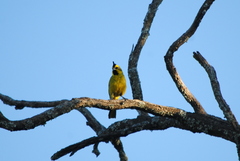 Gubernatrix cristata