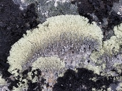 Arctoparmelia centrifuga