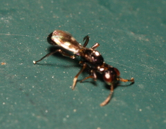 Doryctinae