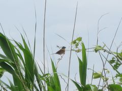 Emberiza cioides