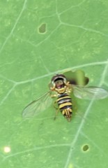 Allograpta obliqua