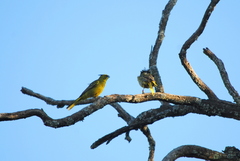 Gubernatrix cristata