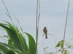 Emberiza cioides