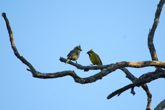 Gubernatrix cristata