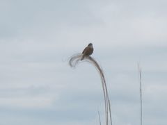 Emberiza cioides