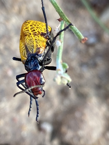 Tegrodera erosa