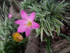 Zephyranthes carinata