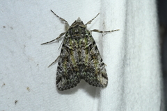 Anaplectoides prasina