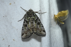 Anaplectoides prasina