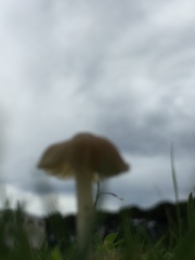 Contumyces rosellus