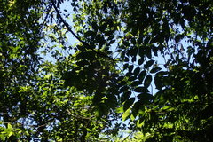 Bretschneidera sinensis