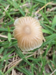 Contumyces rosellus
