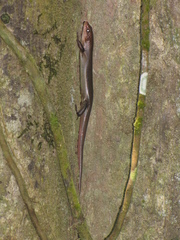 Plestiodon sumichrasti