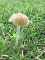 Contumyces rosellus